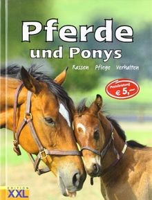 Pferde und ponys rassen - pferde,